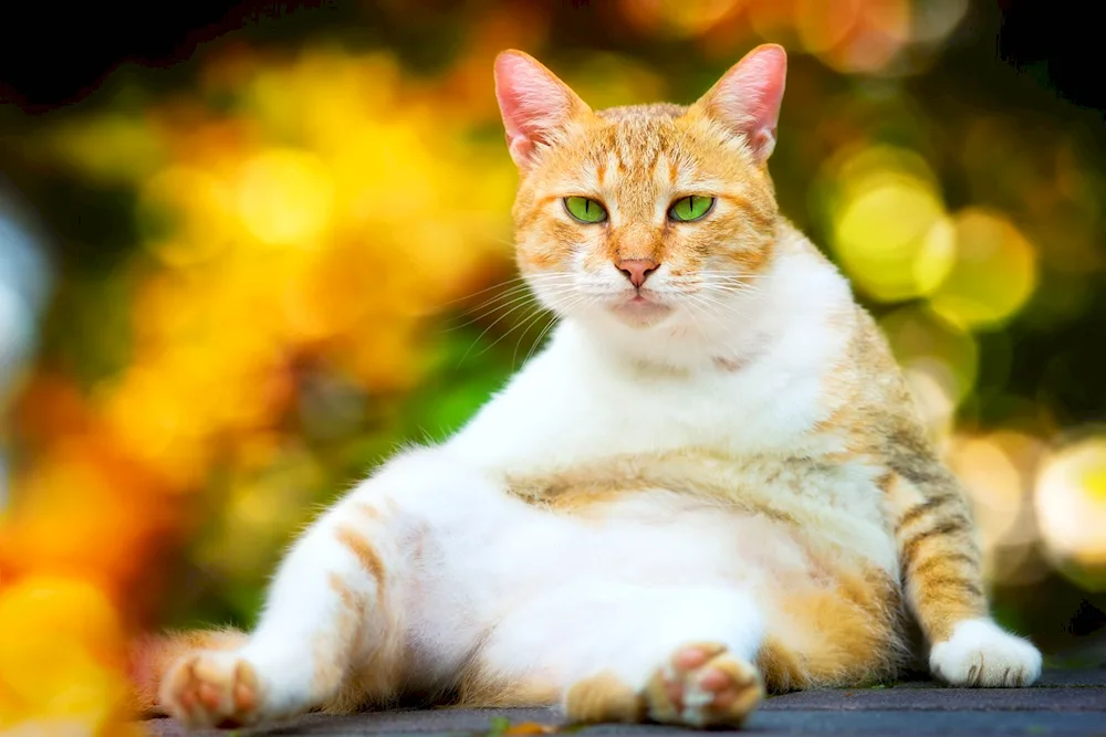 Cat on yellow background