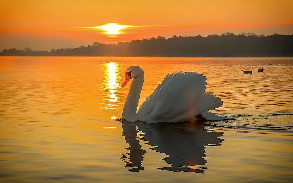 Swan swan swimming