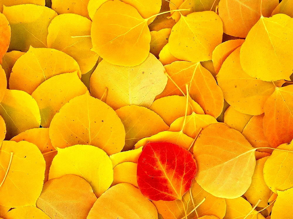 Yellow leaf