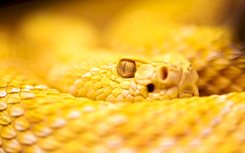 Yellow banded snake