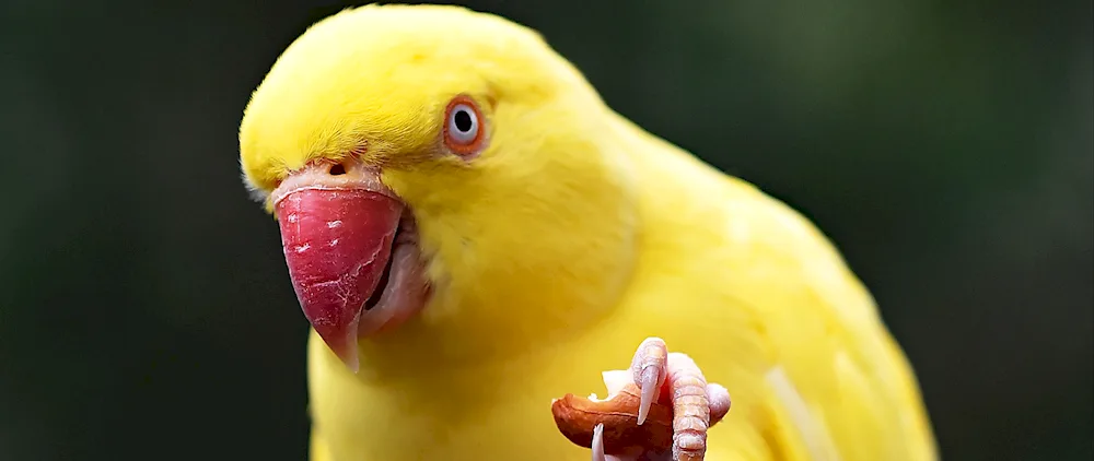 Yellow Parrot