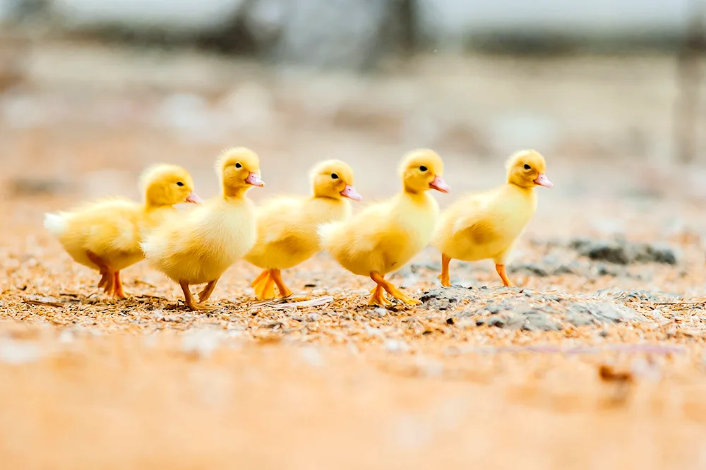 Yellow duckling