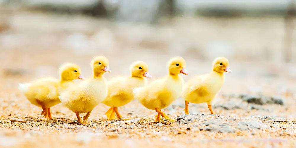 Ducklings and Geese