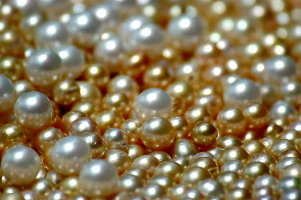 Marine pearl clam