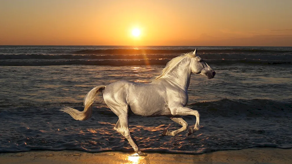 Beautiful horses