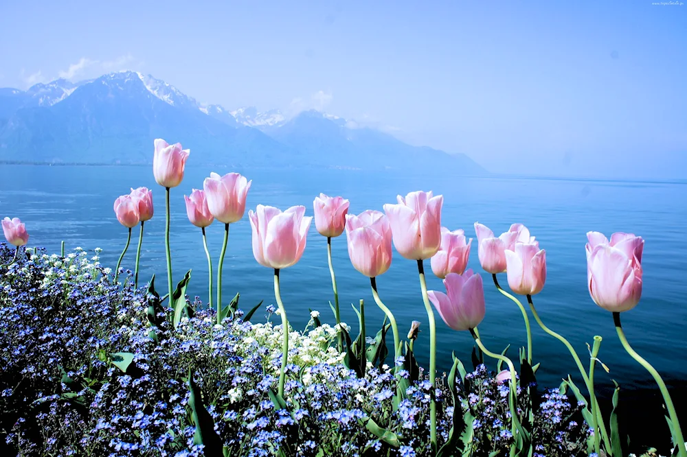 Geneva Lake Mountain Flowers