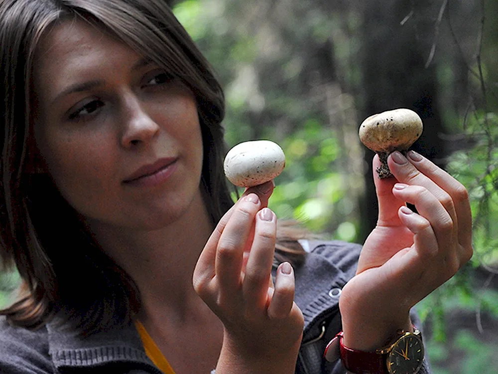 Granddaddy's rainforest mushroom
