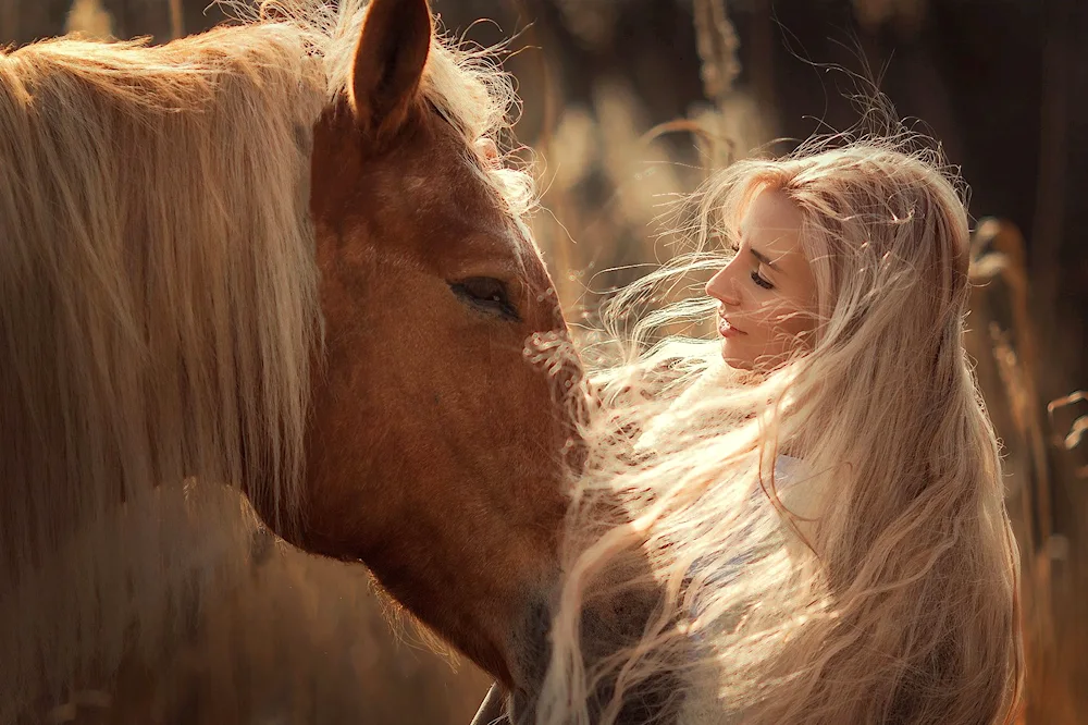 Horse face