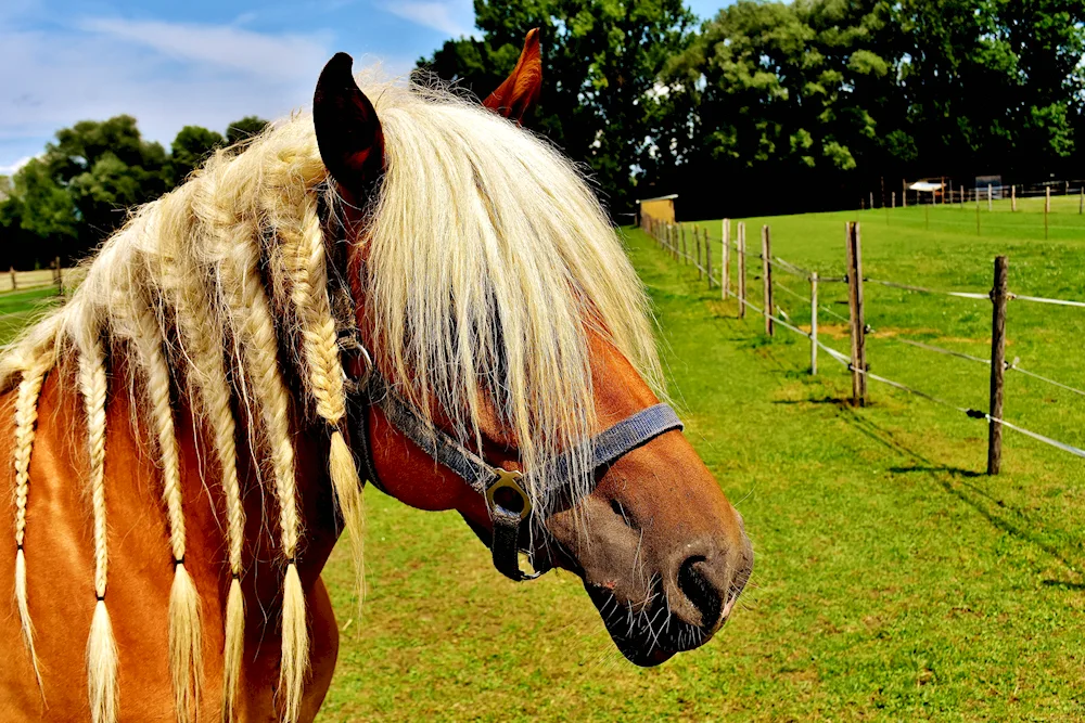 Horse hairstyles