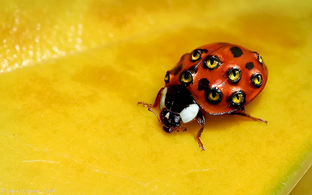 Cosmea ladybug