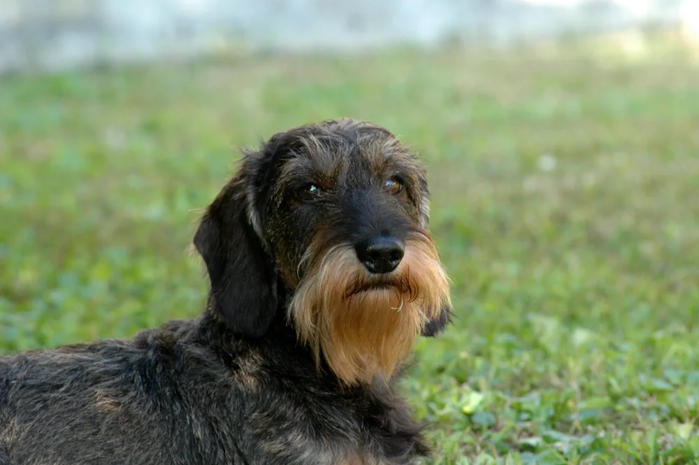 Cocker Micro Schnauzer