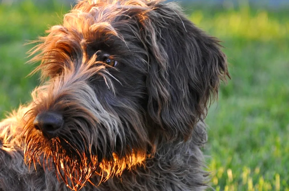 Heavy-haired Pointer Griffon Cortalsa