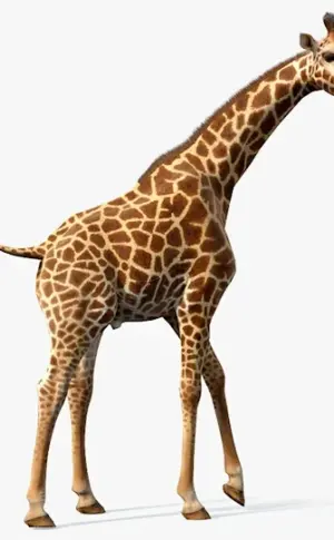 Giraffe on white background