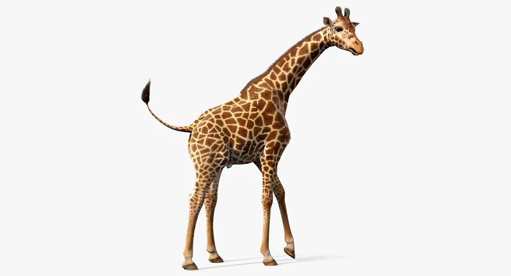 Giraffe on white background