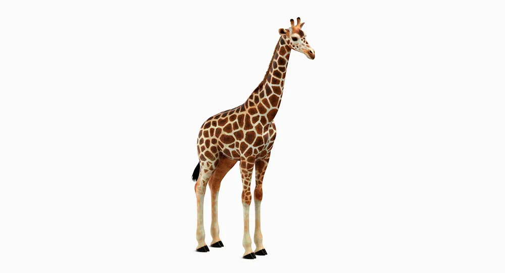 Giraffe on white background