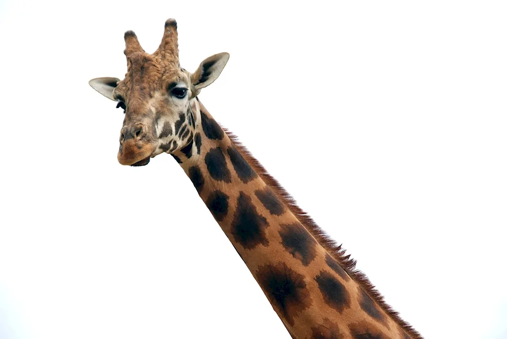 Giraffe on white background