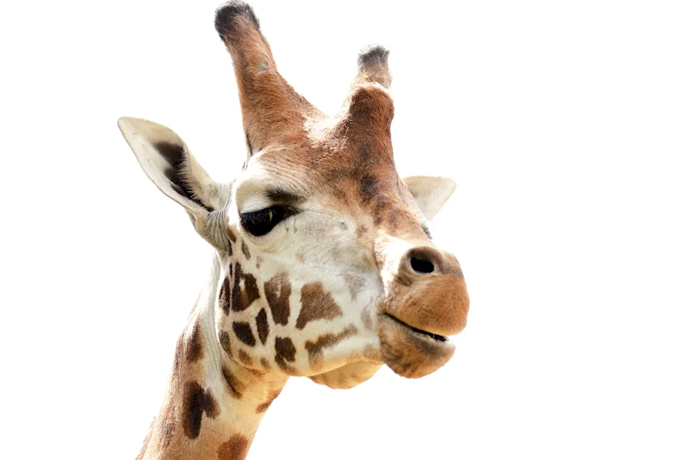 Giraffe on white background