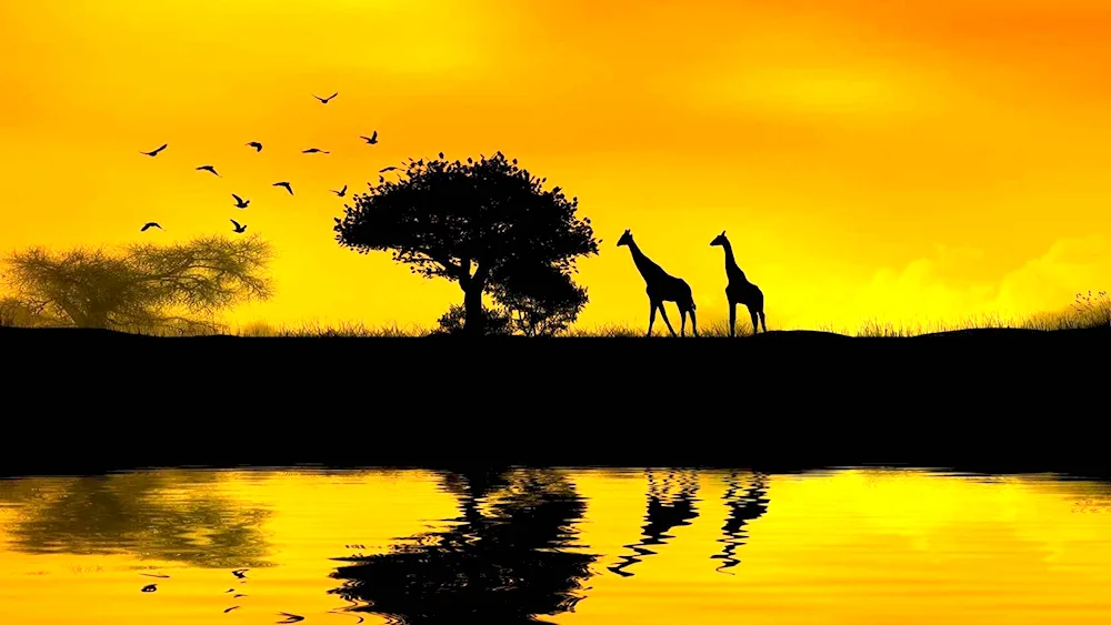 Giraffe savannahs of Africa