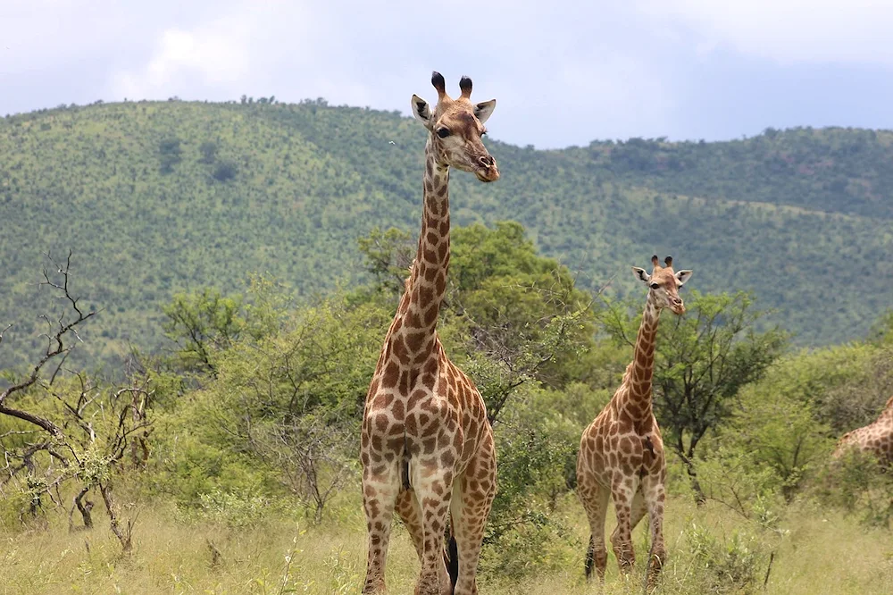 African savannah giraffe