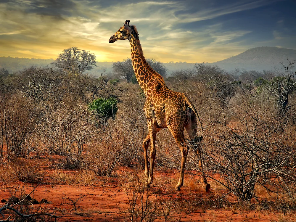 African animals in the savannah