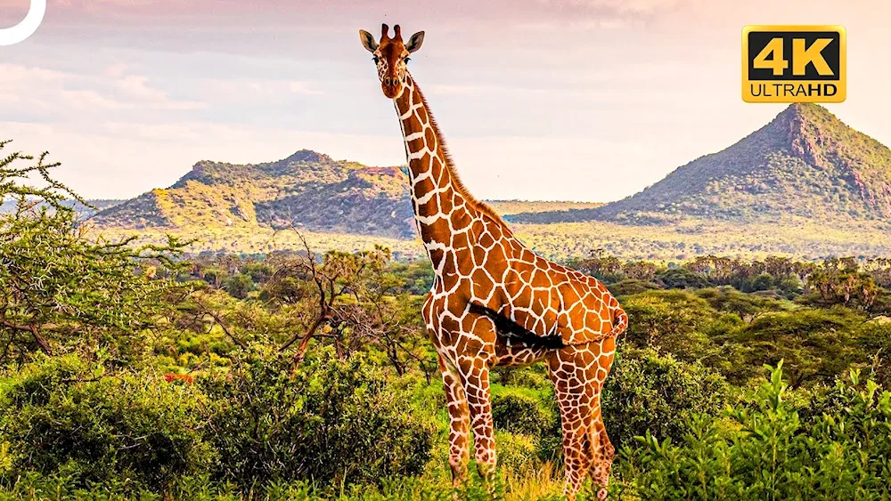 Giraffe on white background