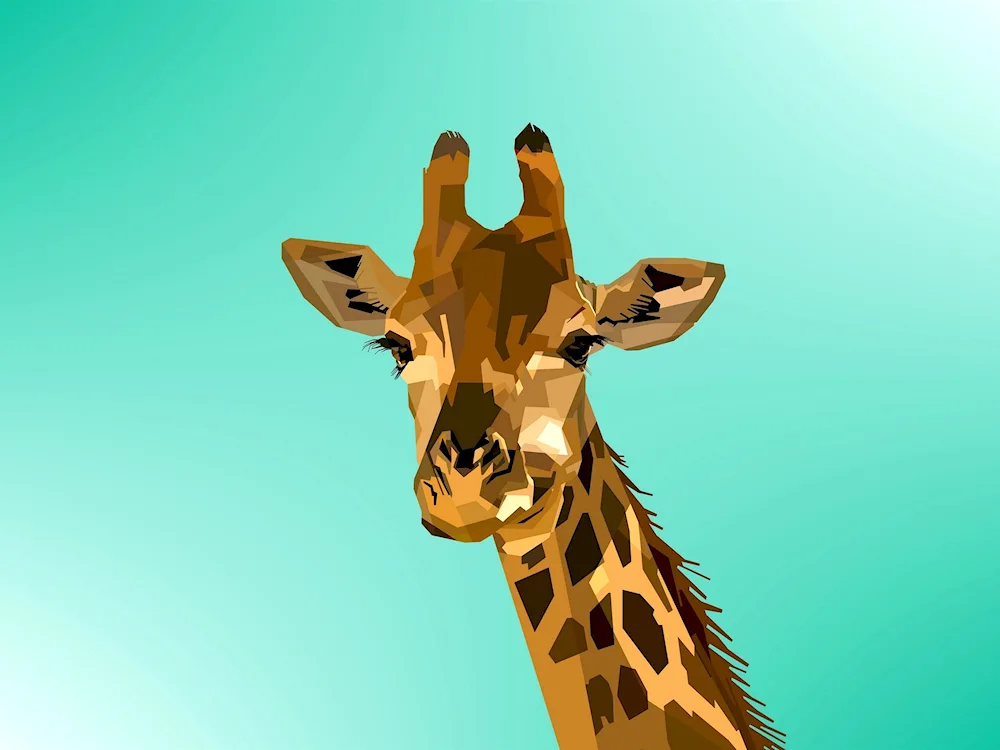 Giraffe on white background