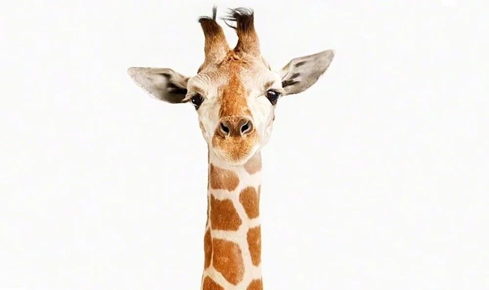 Giraffe for kids