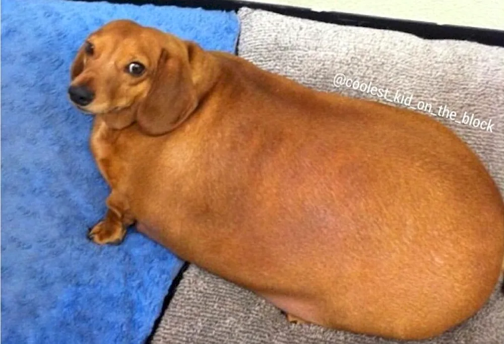 Fat dachshund dog