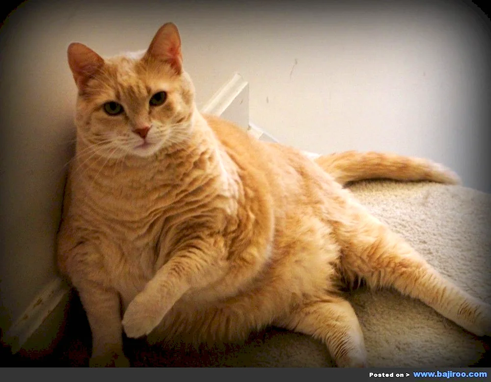 Fat cat