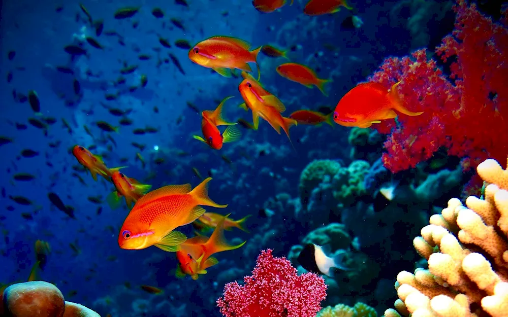 Red sea coral reef park at Tubbataha reefs