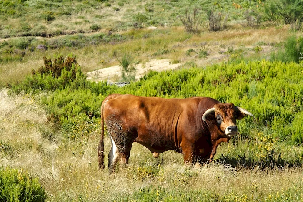 Livestock of Portugal