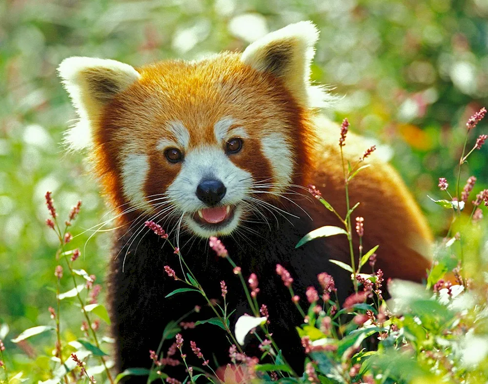 Tien Shan Red Wolf