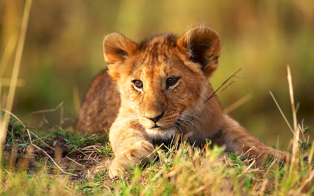 Lion cub