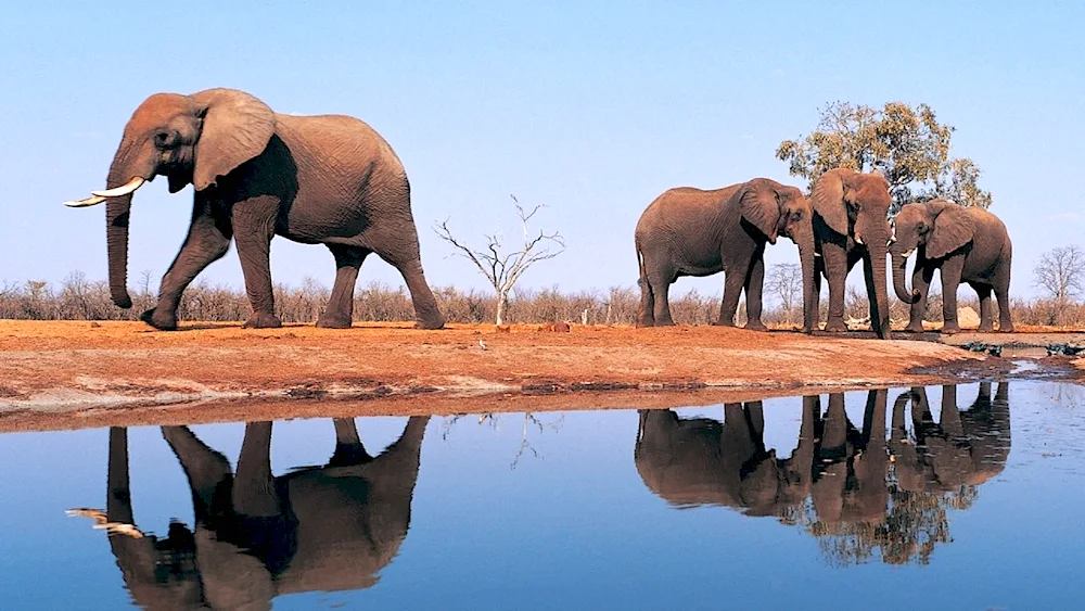 An African elephant in Africa