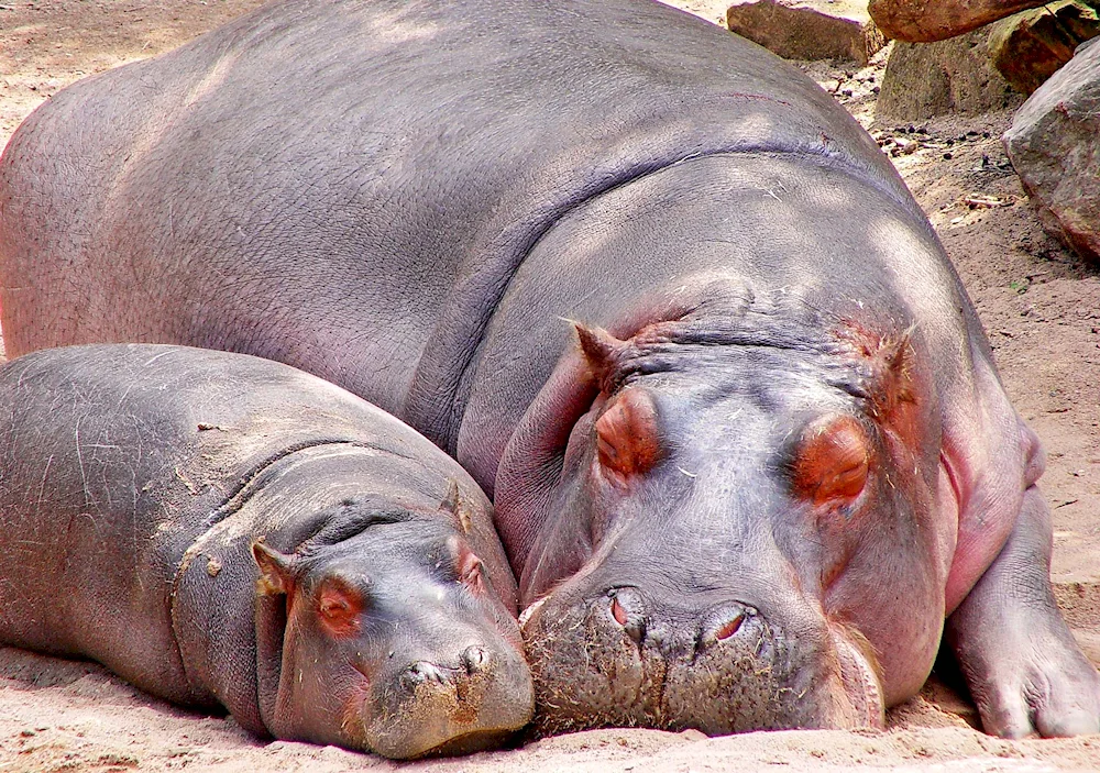 Hippopotamus skin