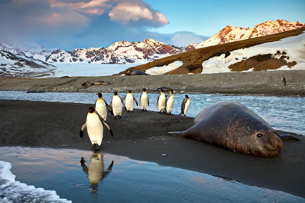 Animals of Antarctica and Antarctica