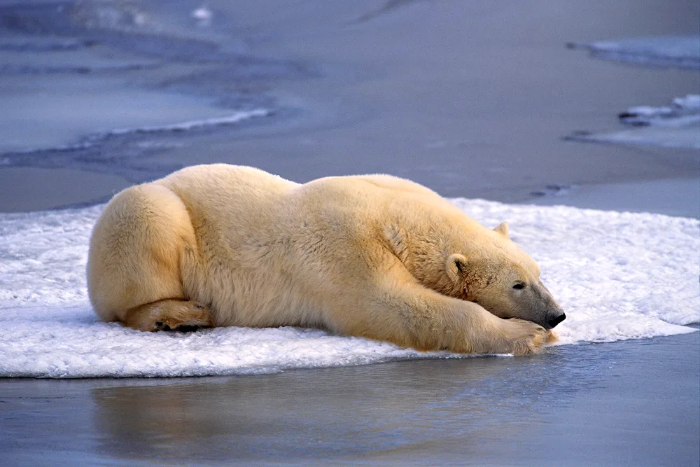 Antarctic Animals Polar Bear