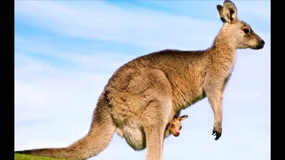 Wallaby Australia