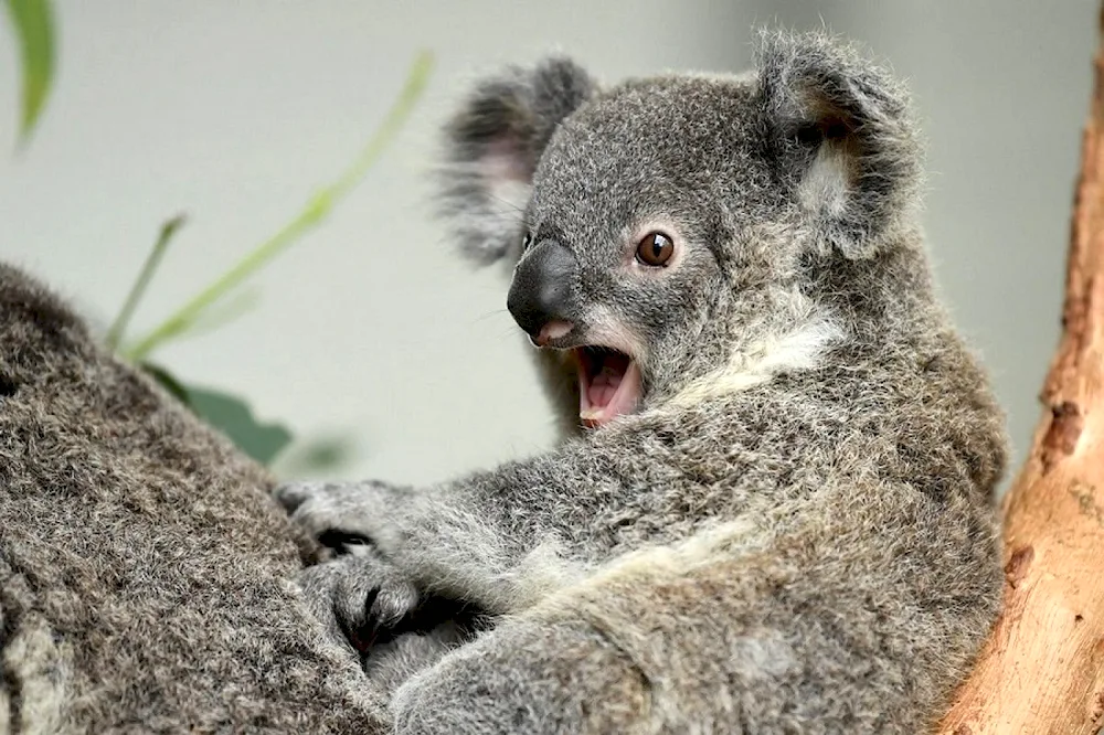 Animals of Australia koala
