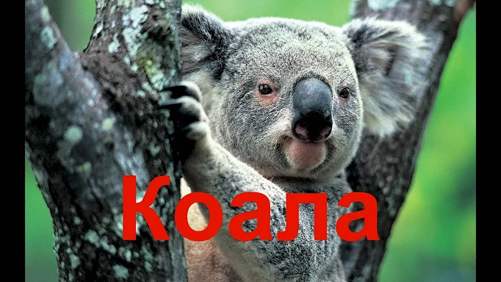 Australian animals koala