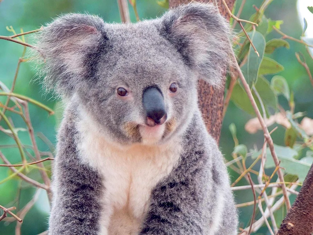Animals of Australia koala