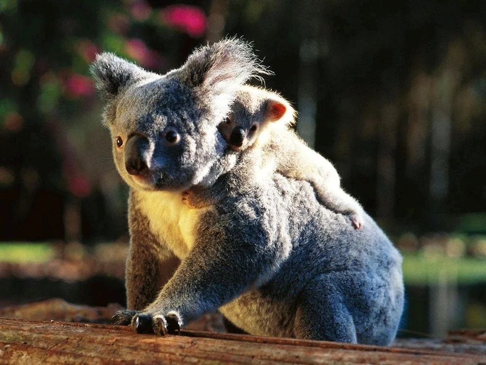 Koala