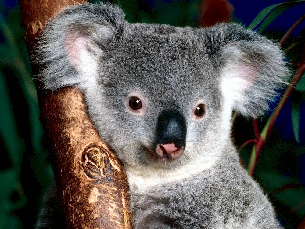 Mammals koala