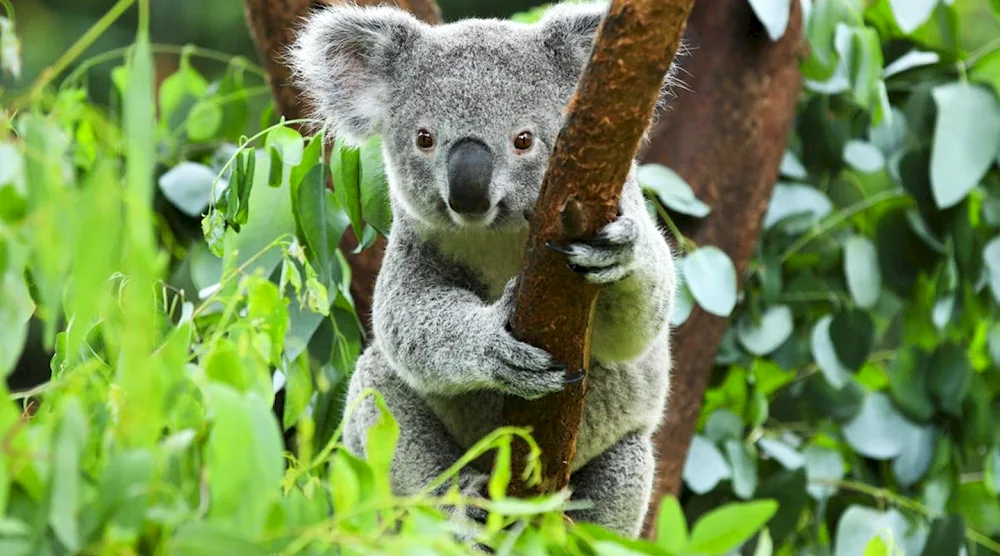 Australian animals koala