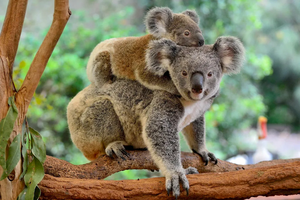 Australian animals koala