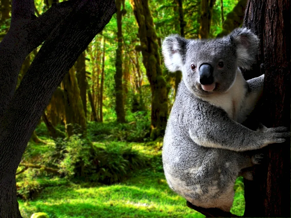 Koala with baby