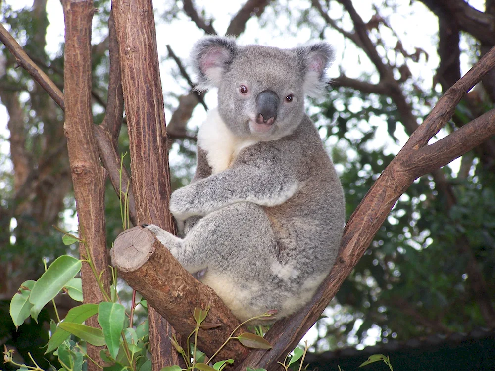 Koala marsupial