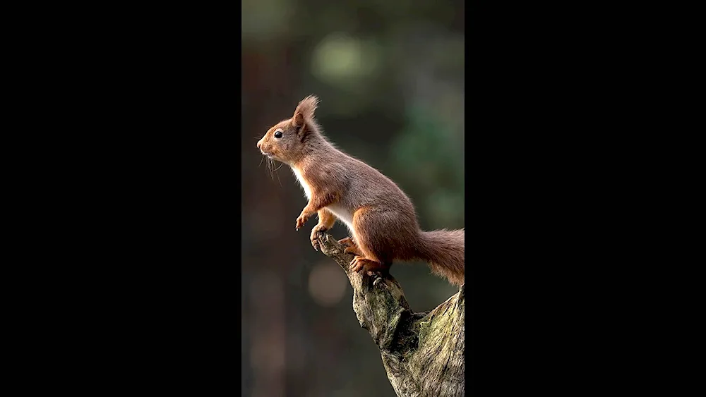 Animals squirrel