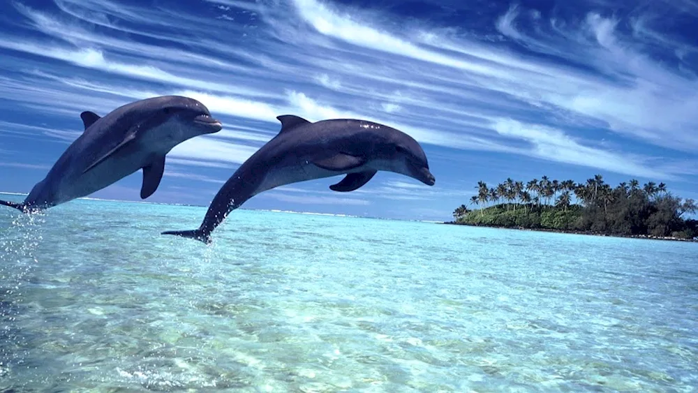 Dolphin-. dolphin