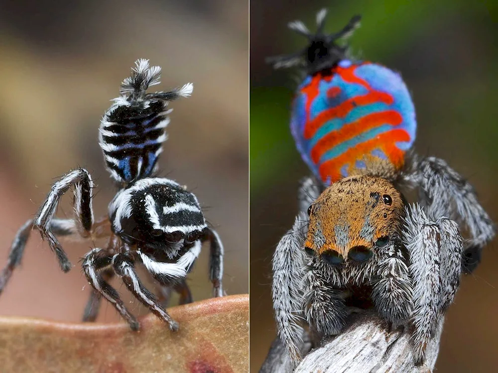 Spider Invasion in Pakistan